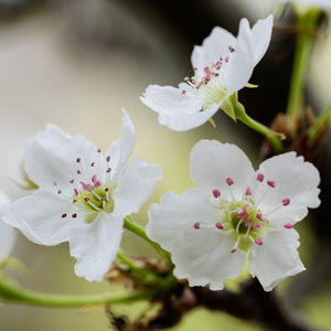 POrondrome重口另类
